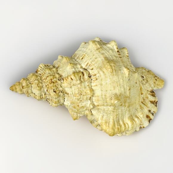 Conch Sea Shell 8” Natural Vintage Ocean Beach Decor - Picture 2 of 7
